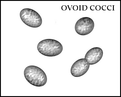 ovoid cocci